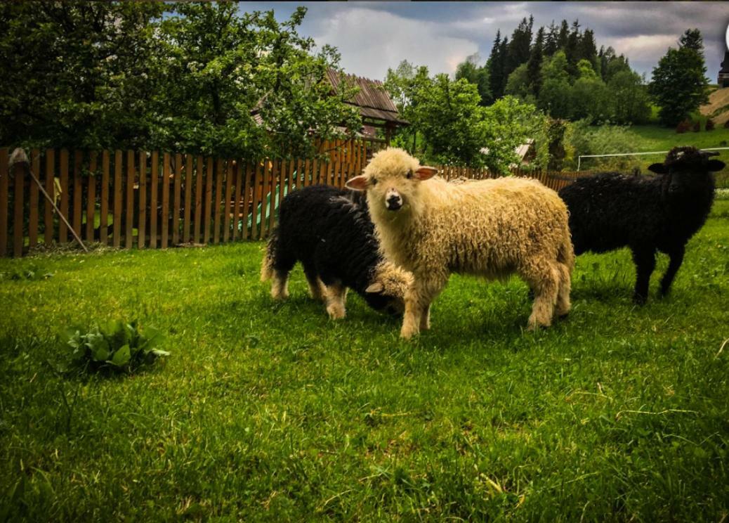 Vila Agrotatry U Stachy Tatranská Bukovina Exteriér fotografie